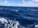Dolphins, en route to Azores